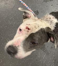 Found/Stray Unknown Dog last seen Port St. Lucie, Port St. Lucie, FL 34986