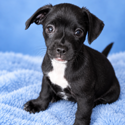 Shelter Stray Female Dog last seen , 3612 11th Ave, Los Angeles, CA 90018, USA