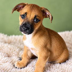 Shelter Stray Male Dog last seen , 3612 11th Ave, Los Angeles, CA 90018, USA
