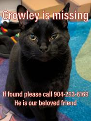 Reunited Male Cat last seen Greystone lane, douglasville GA 30134, Douglas County, GA 30134