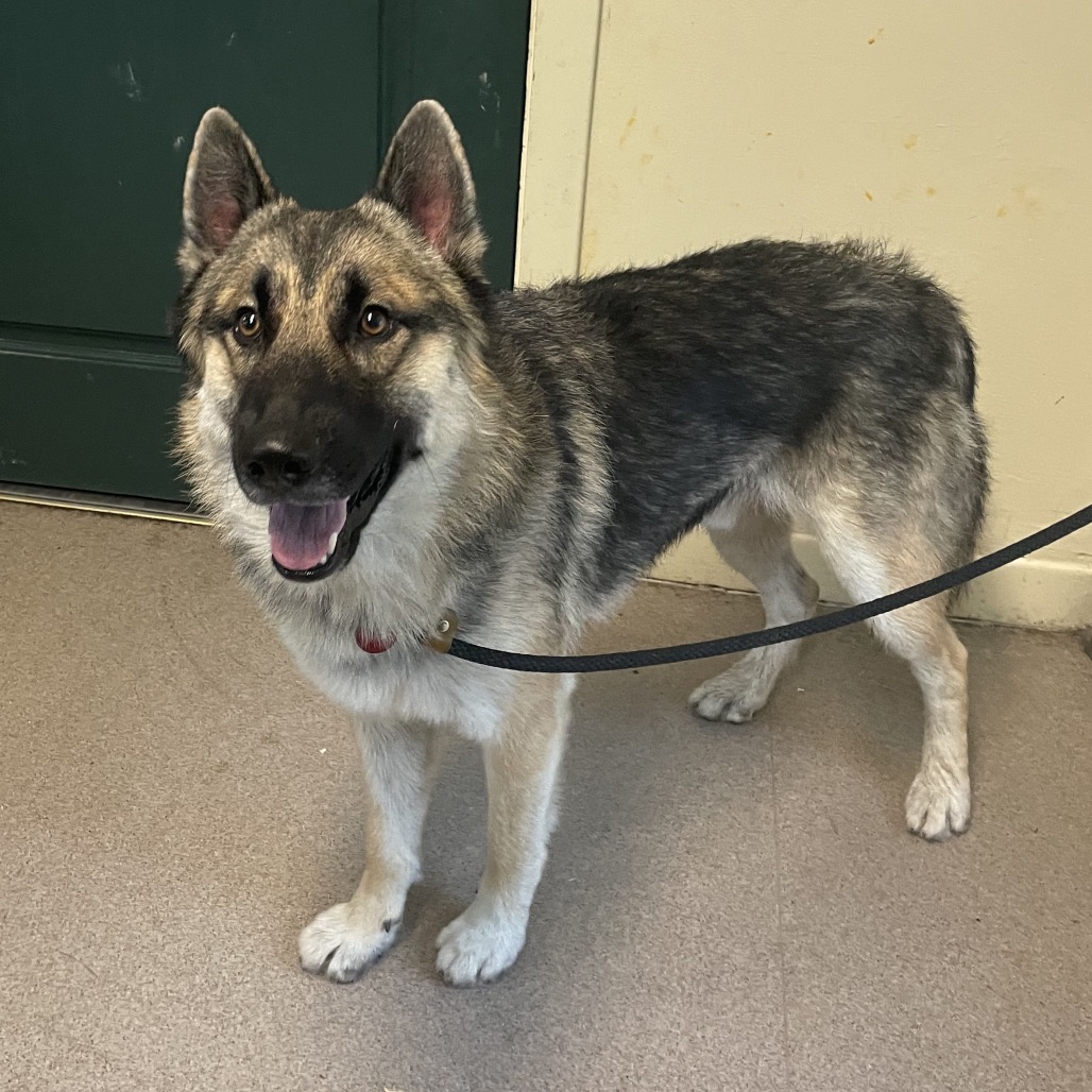 Shelter Stray Male Dog last seen , 361 S Raymond Ave, Pasadena, CA 91105, USA