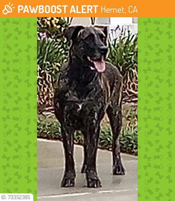Found/Stray Female Dog last seen Hazeltine and Four Seasons Blvd - Four Seasons Hemet, Hemet, CA 92545