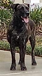 Found/Stray Female Dog last seen Hazeltine and Four Seasons Blvd - Four Seasons Hemet, Hemet, CA 92545