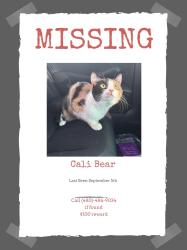 Lost Female Cat last seen greenway and 51st, Glendale, AZ 85306