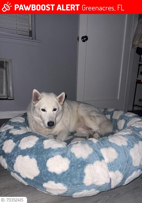 Lost Male Dog last seen Canton Road and Haverhill, Greenacres, FL 33463