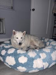 Lost Male Dog last seen Canton Road and Haverhill, Greenacres, FL 33463