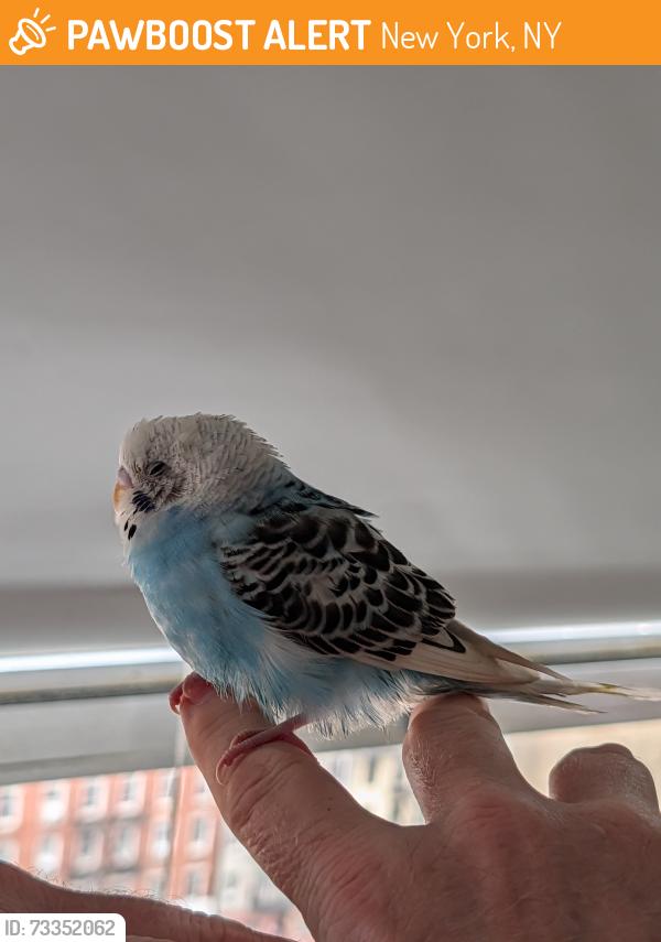 Found/Stray Unknown Bird last seen Charlton St between Greenwich and Hudson St, New York, NY 10014