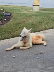 Found/Stray Female Dog last seen Martingale Dr and Ribbon Lane, Conyers, GA 30094