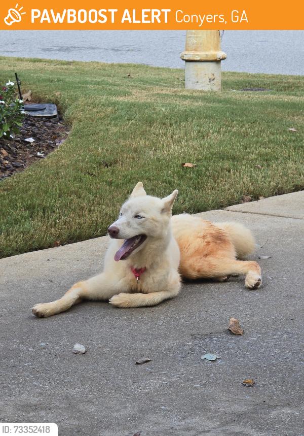 Found/Stray Female Dog last seen Martingale Dr and Ribbon Lane, Conyers, GA 30094
