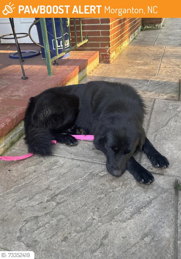 Found/Stray Male Dog last seen Edgewood Avenue, Morganton, NC 28655
