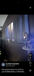 Lost Female Cat last seen John young parkway, Orlando, FL 32837