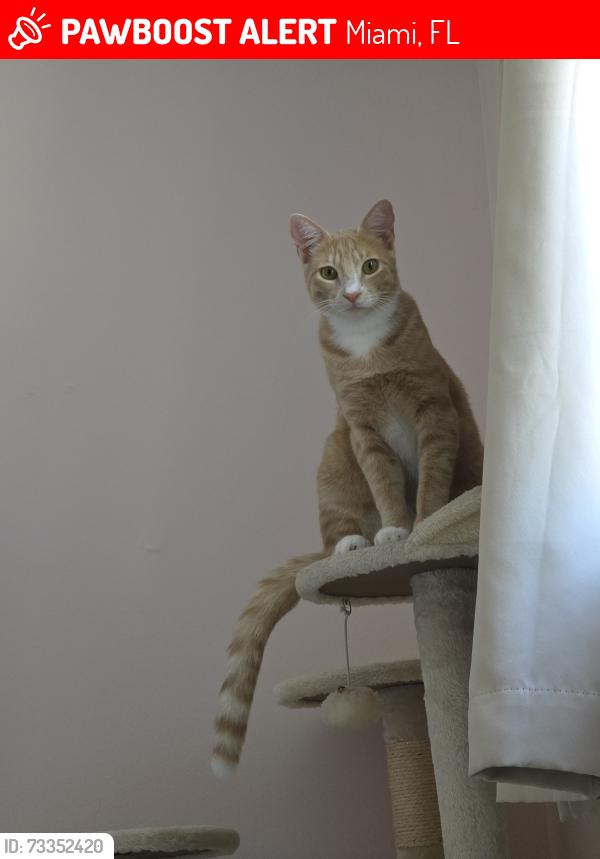 Lost Male Cat last seen Kendall Dr & 1222 Ave, Miami, FL 33186