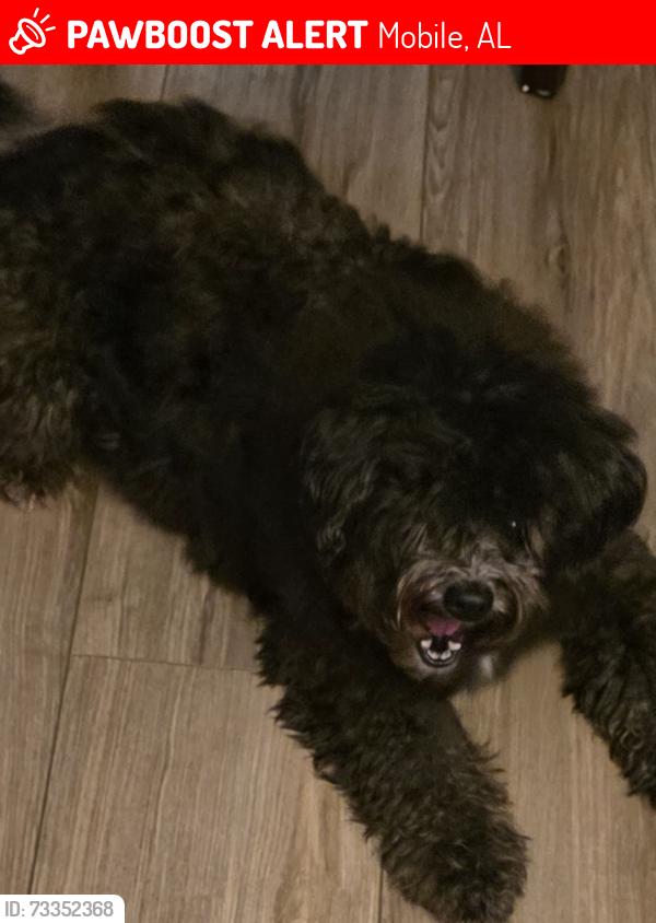 Lost Male Dog last seen Moffat rd, Mobile, AL 36618