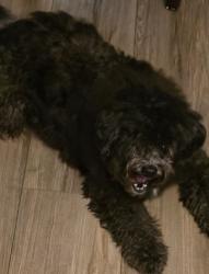 Lost Male Dog last seen Moffat rd, Mobile, AL 36618