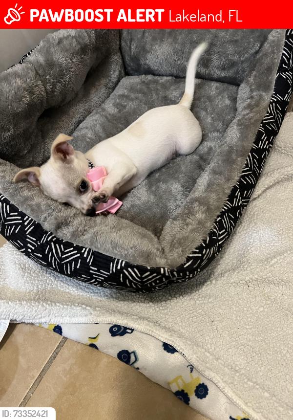 Lost Female Dog last seen Lakeland, Lakeland, FL 33811