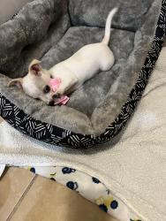 Lost Female Dog last seen Lakeland, Lakeland, FL 33811