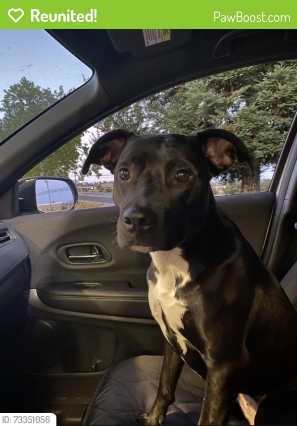 Reunited Female Dog last seen Alta Mesa, Redding, CA 96002