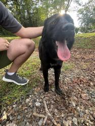Found/Stray Male Dog last seen Edgewood avenue, Morganton, NC 28655