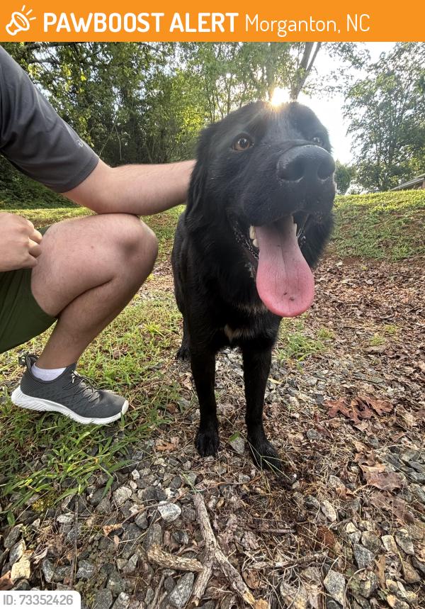 Found/Stray Male Dog last seen Edgewood avenue, Morganton, NC 28655