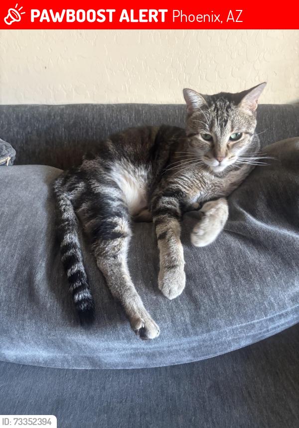 Lost Male Cat last seen S 16th St and E Roeser St, Phoenix, AZ 85040