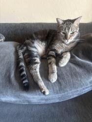 Lost Male Cat last seen S 16th St and E Roeser St, Phoenix, AZ 85040