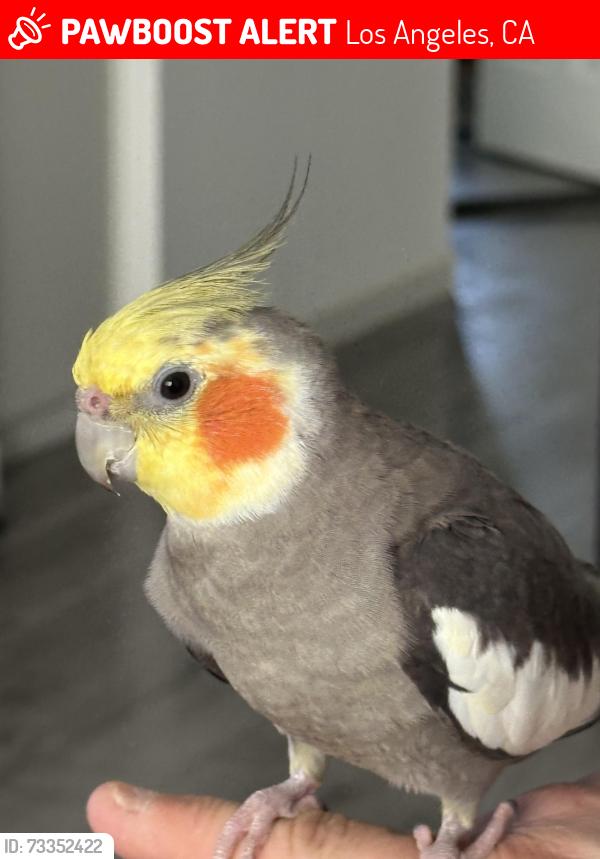 Lost Unknown Bird last seen S Centinela Ave & Charnock Rd, Los Angeles, CA 90066, Los Angeles, CA 90066