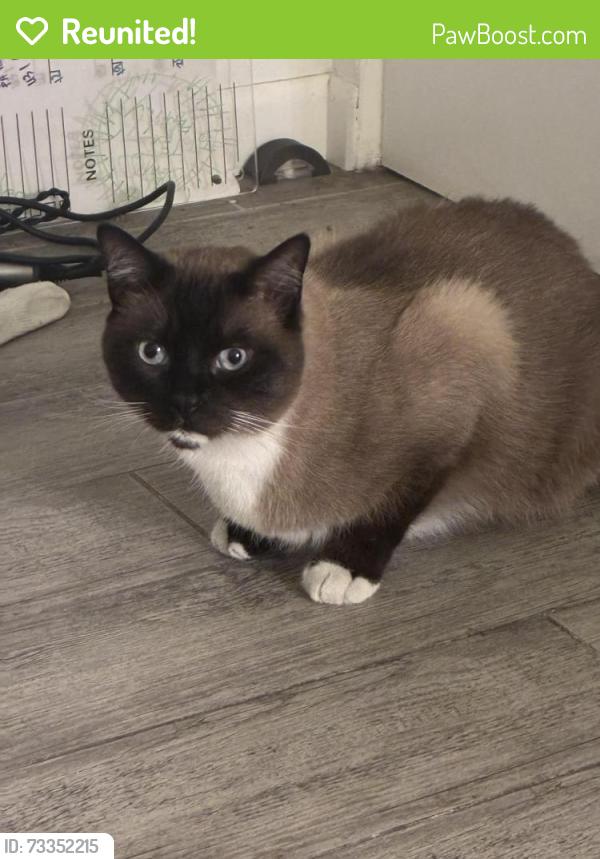 Reunited Male Cat last seen 1st and Greenfield, El Cajon, CA 92021