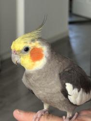 Lost Unknown Bird last seen S Centinela Ave & Charnock Rd, Los Angeles, CA 90066, Los Angeles, CA 90066