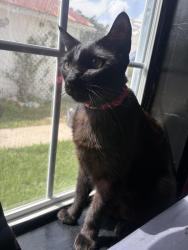 Reunited Male Cat last seen staples ave Seabrook texas, Seabrook, TX 77586