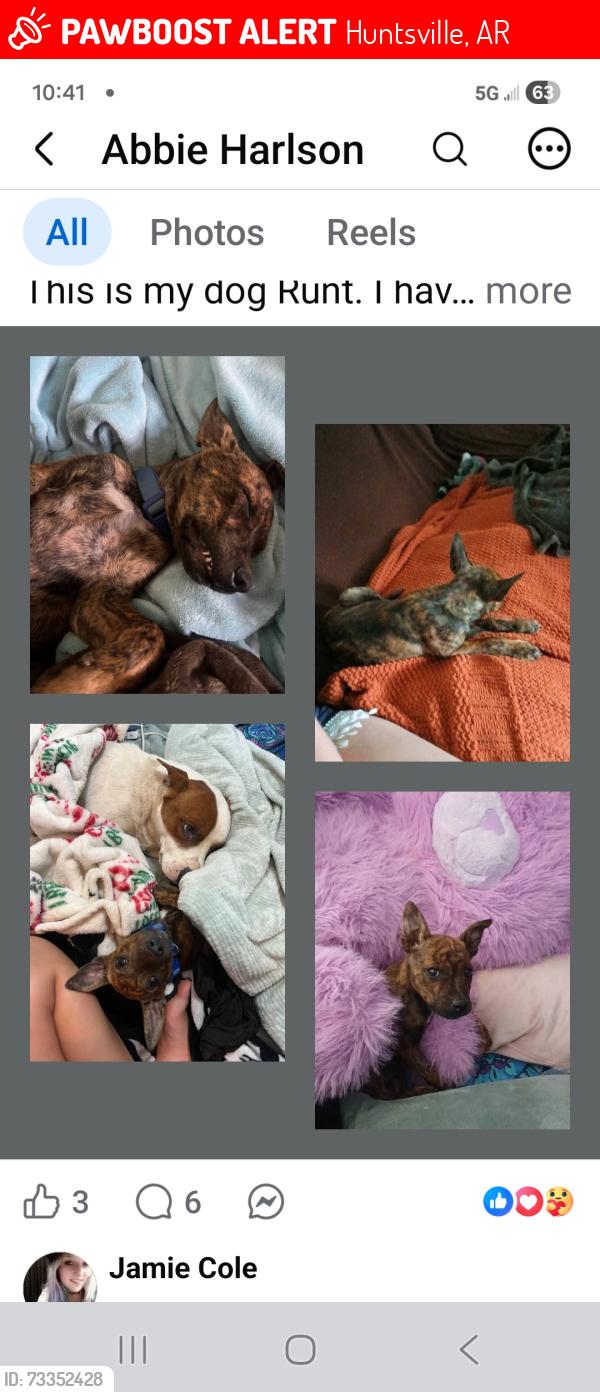Lost Male Dog last seen County road 8350, Huntsville, AR 72740