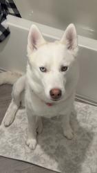 Reunited Male Dog last seen Anton Aspire apmt, Milpitas, CA 95035