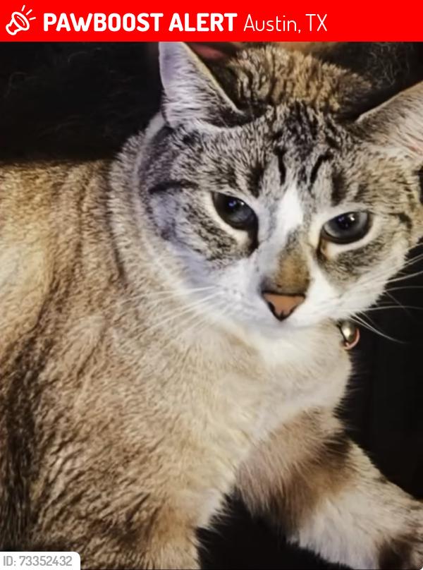 Lost Female Cat last seen Yorktown Tr, Austin, TX 78726