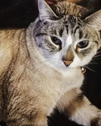 Lost Female Cat last seen Yorktown Tr, Austin, TX 78726