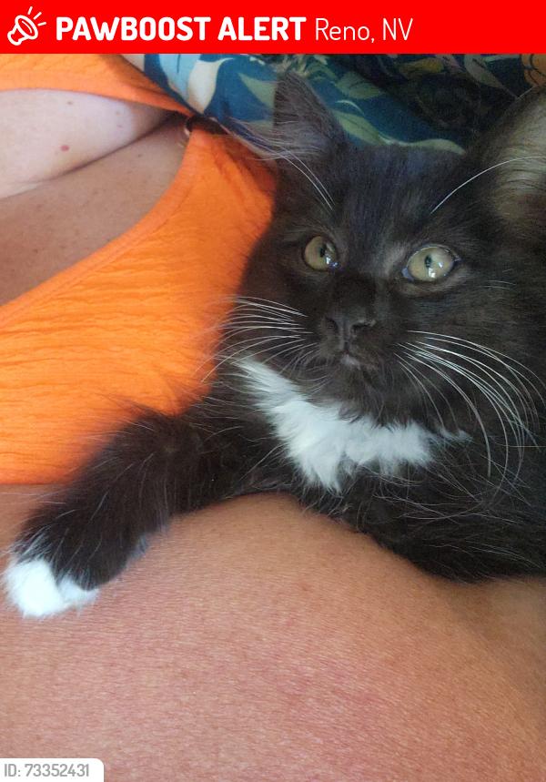 Lost Female Cat last seen Lemmon drive, Reno, NV 89506