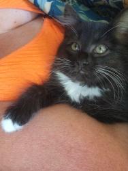 Lost Female Cat last seen Lemmon drive, Reno, NV 89506