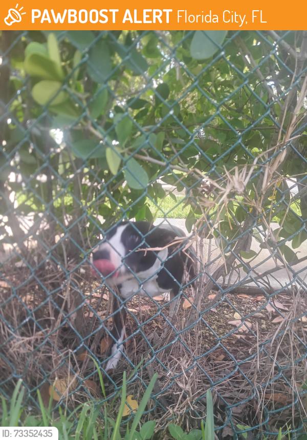 Found/Stray Female Dog last seen Near 187 ave and 340 at, Florida City, FL 33034