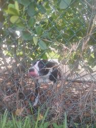 Found/Stray Female Dog last seen Near 187 ave and 340 at, Florida City, FL 33034