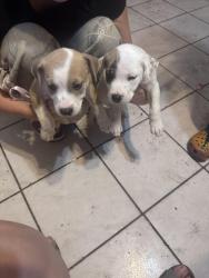 Found/Stray Female Dog last seen Geraldine, Oklahoma City, OK 73107