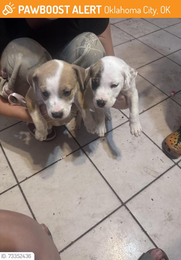 Found/Stray Female Dog last seen Geraldine, Oklahoma City, OK 73107