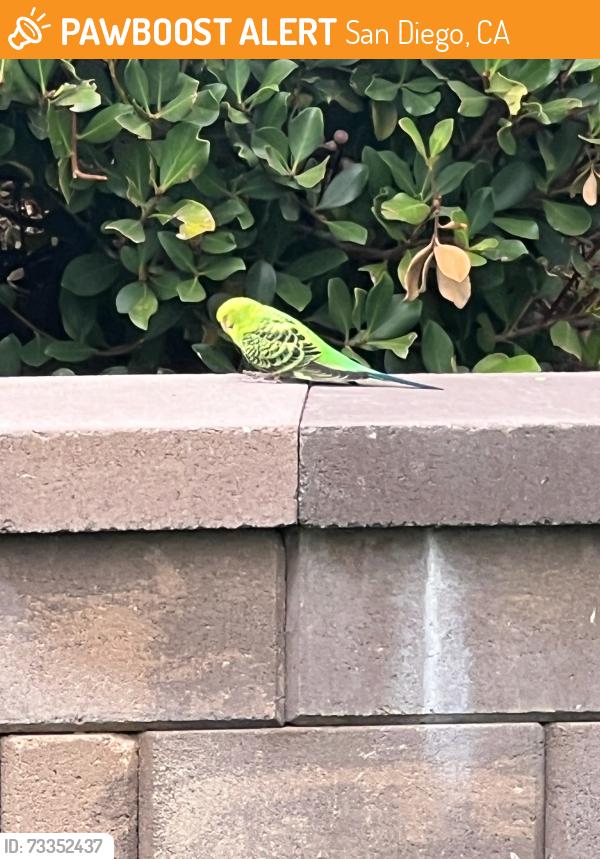 Found/Stray Unknown Bird last seen Waterford Lane and Adobe Bluffs Dr, San Diego, CA 92129
