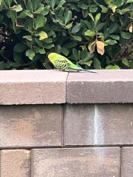 Found/Stray Unknown Bird last seen Waterford Lane and Adobe Bluffs Dr, San Diego, CA 92129