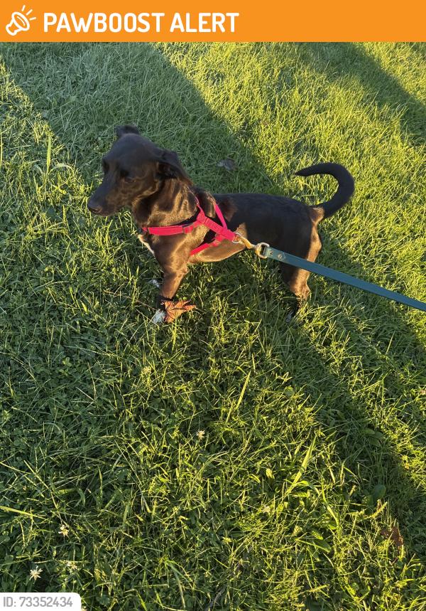 Found/Stray Female Dog last seen Buttonwood Development, New Cumberland, PA 17070