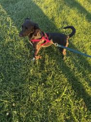 Found/Stray Female Dog last seen Buttonwood Development, New Cumberland, PA 17070
