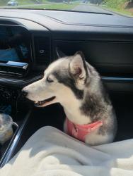 Reunited Female Dog last seen Powel hatley dr, Apex, NC 27523