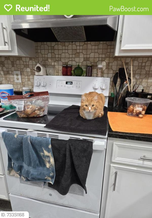 Reunited Male Cat last seen Southrun road springfield VA, Newington Forest, VA 22153