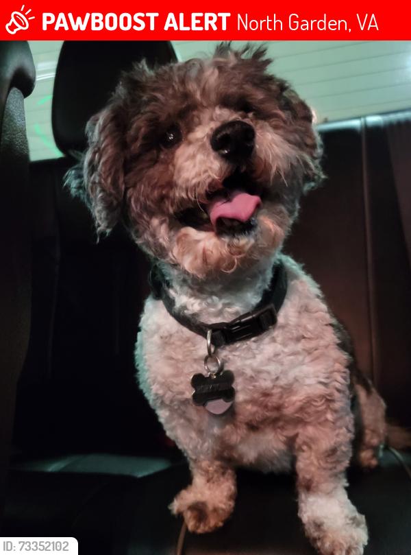 Lost Female Dog last seen Unknown, North Garden, VA 22959