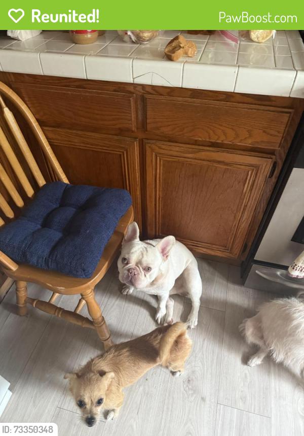Reunited Male Dog last seen Jurupa and Juniper, Fontana, CA 92337