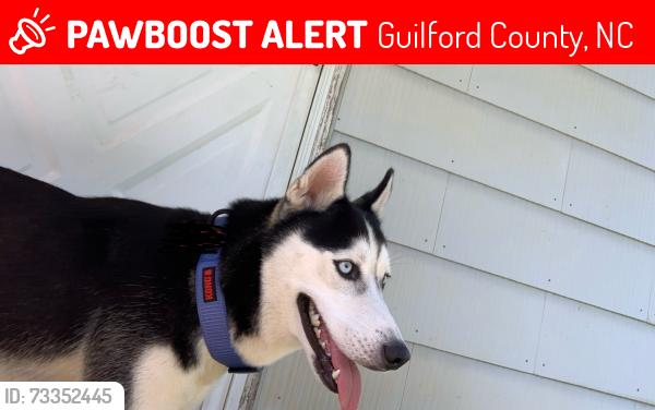 Lost Male Dog last seen Keeley park, Guilford County, NC 27301