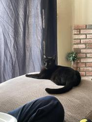 Reunited Male Cat last seen W courtland drive, San Bernardino, CA 92405