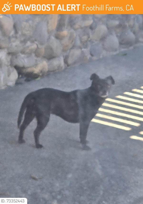 Found/Stray Unknown Dog last seen Saw him roaming at Savant Drive, going to Benevolent Way, Foothill Farms, CA 95842